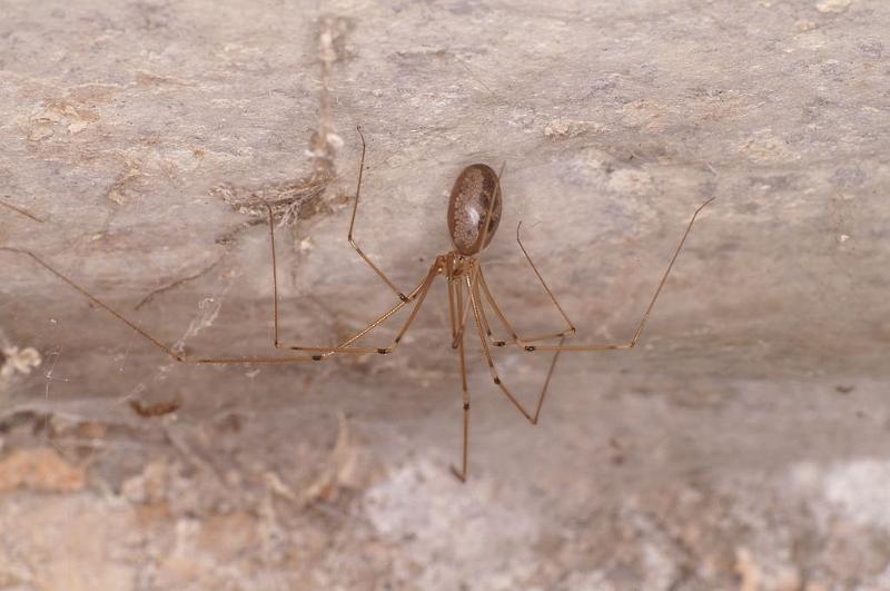 Pholcus_phalangioides_D6169_Z_90_Les Gris_Frankrijk.jpg